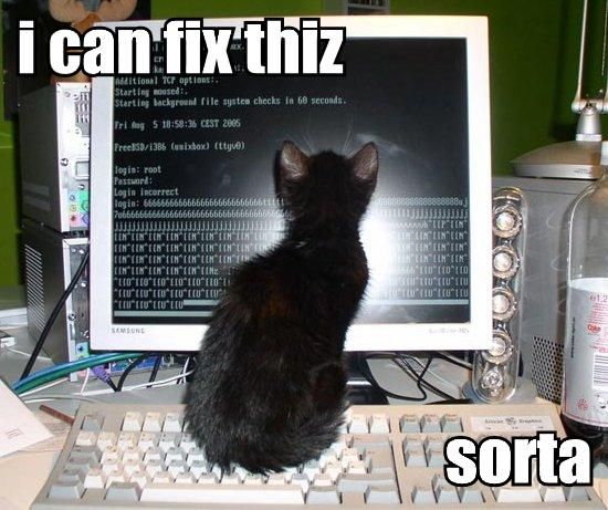 CAT ON KEYBOARD